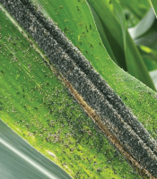 monitoramento-e-manejo-das-principais-pragas-do-milho-2-safra