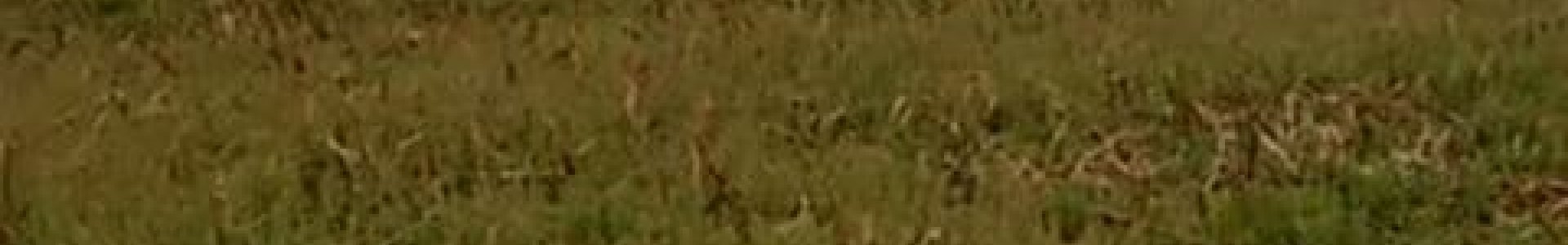 Manejo de dessecação no pré-plantio da cultura da soja