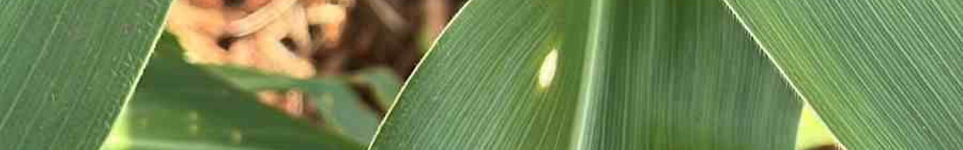 MANEJO DE DOENÇAS E O USO DE FUNGICIDAS PROTETORES NA CULTURA DO MILHO