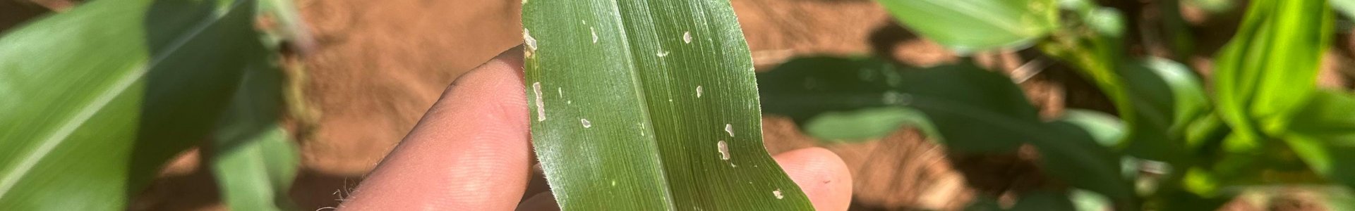 Manejo de doenças na cultura do milho 2ª safra