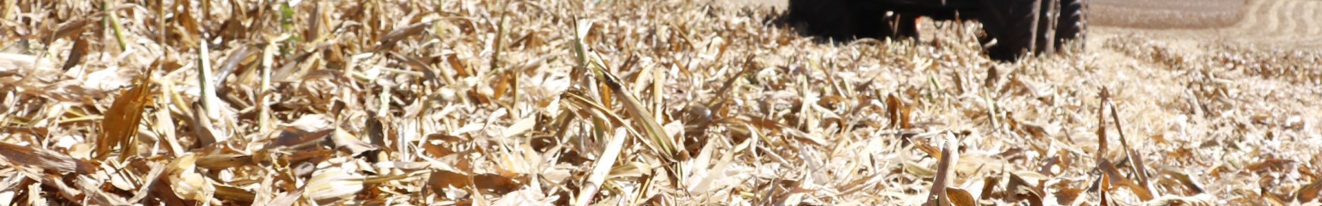 SAFRA DE SOJA SEVERAMENTE PREJUDICADA MAS 2ª SAFRA DE MILHO DEVERÁ AMENIZAR OS PREJUÍZOS