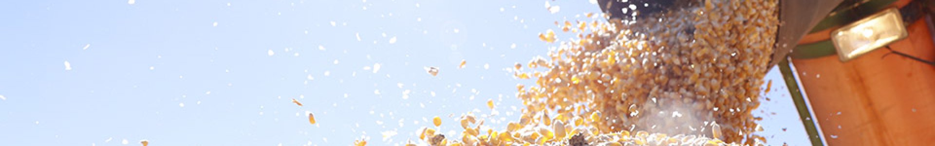 Colheita do milho 2ª Safra está chegando ao fim