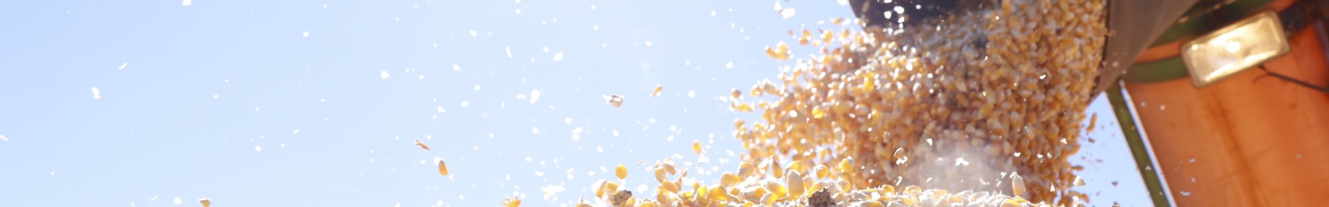 Cuidados na colheita do Milho 2ª Safra