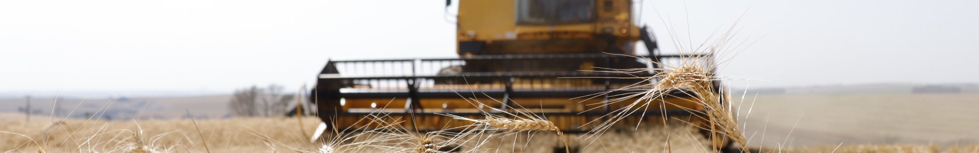 Colheita do Trigo