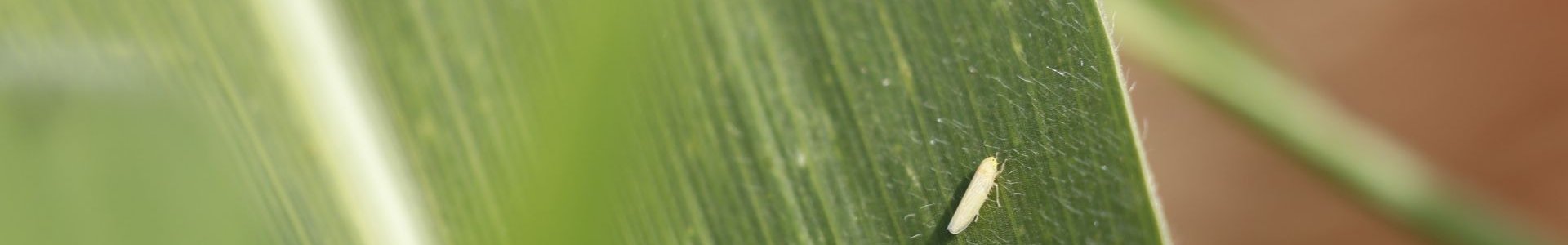 Manejo de Cigarrinhas no Milho