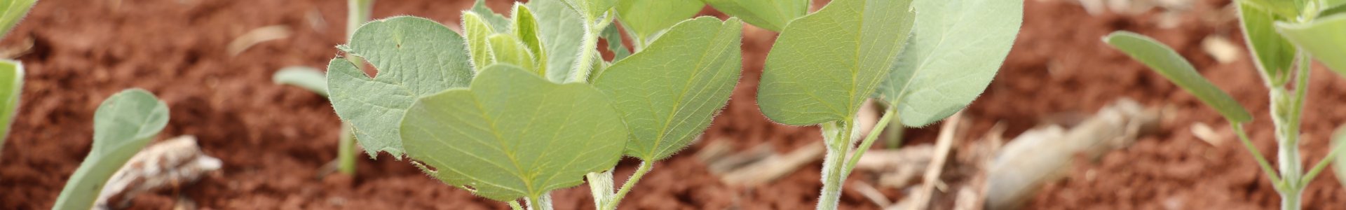 Vazio sanitário da soja já está valendo