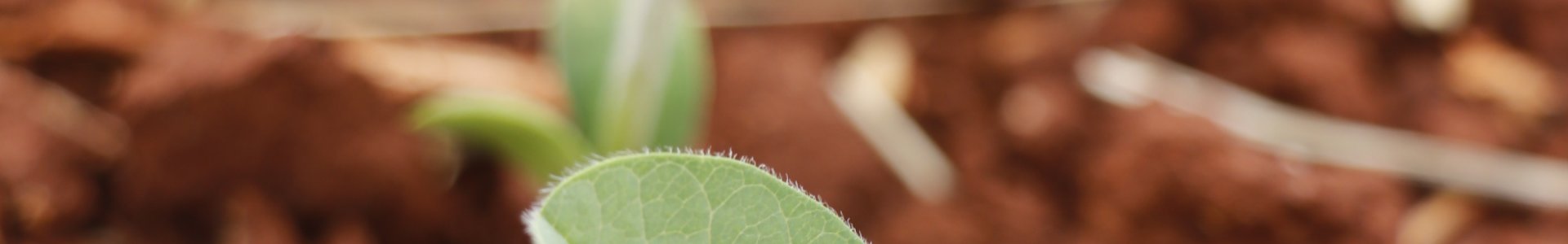 Pré-plantio de soja