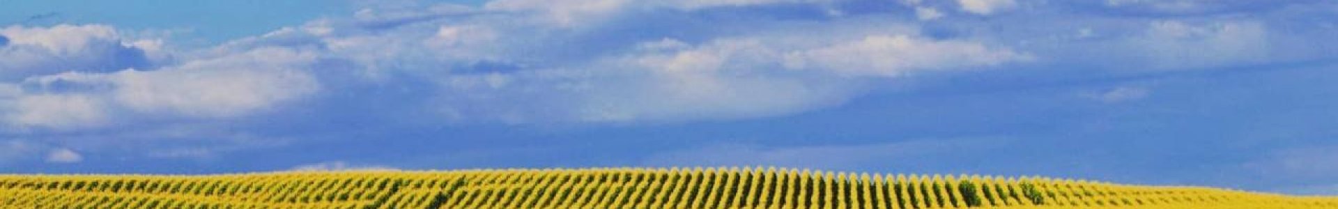 Manejo de doenças no milho 2ª safra