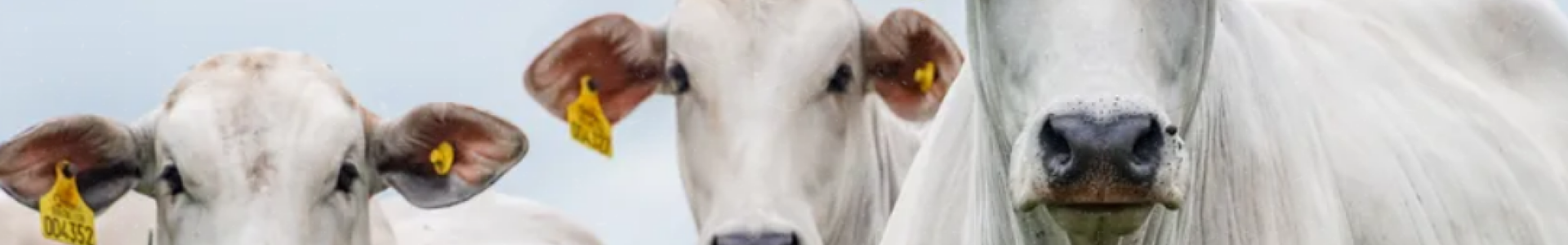 Atualização obrigatória de rebanhos termina em 30 de junho no Paraná