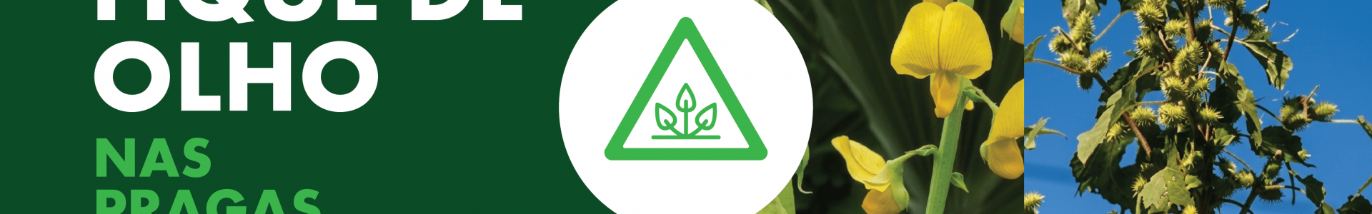 Pragas Quarentenárias: Cuidados no Sistema Produtivo