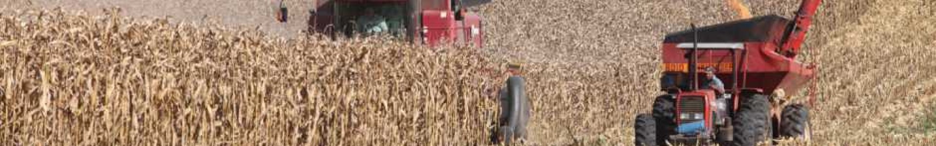 CUIDADOS NA OPERAÇÃO DE COLHEITA DO MILHO 2ª SAFRA
