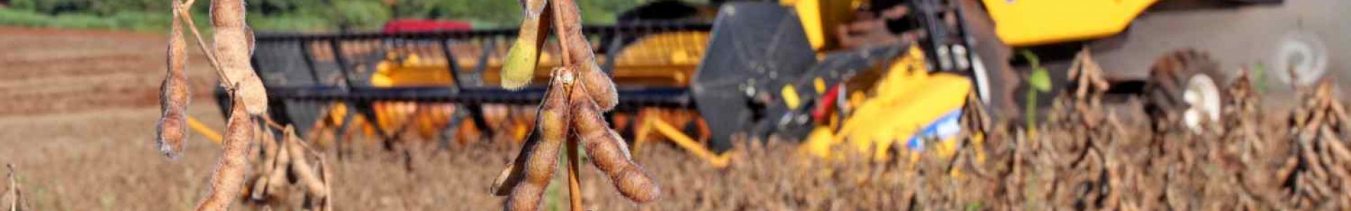 Expectativas para a colheita da soja 2019/2020 