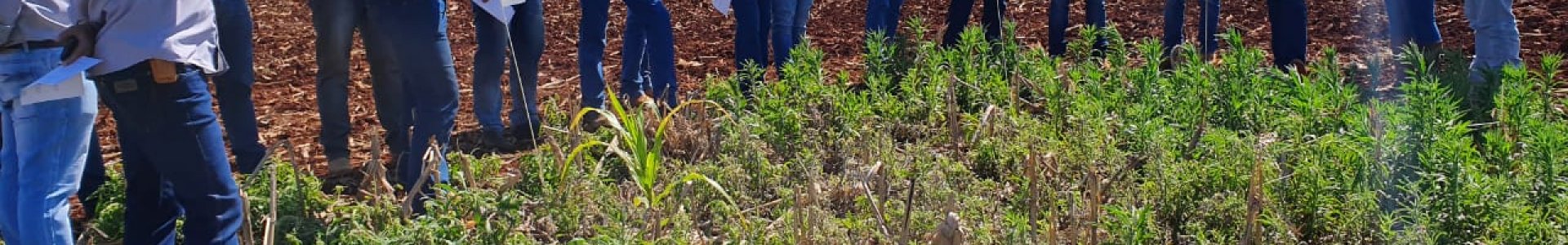 DEPARTAMENTO TÉCNICO DA COAGRU VISITA ÁREA DE ENSAIO PARA MANEJO DE PLANTAS DANINHAS