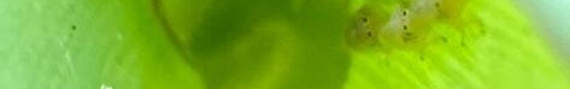 CONTROLE DE CIGARRINHAS