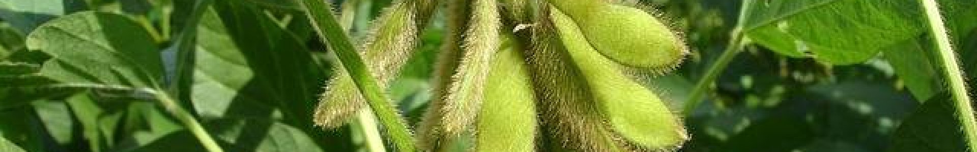 Lavouras de soja apresentam recuperação