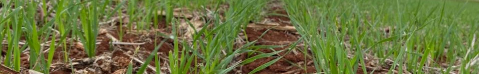 Principais doenças e insetos-praga na cultura do Trigo