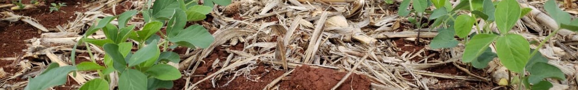 Cuidados nas aplicações de defensivos agrícolas