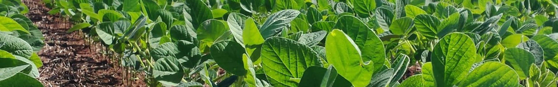 Cuidados iniciais na Cultura da Soja 