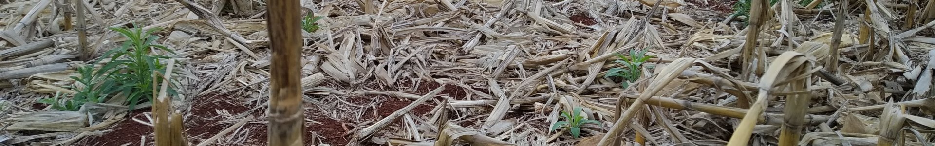 Adoção de Herbicidas Pré-emergentes no Manejo de Plantas Daninhas