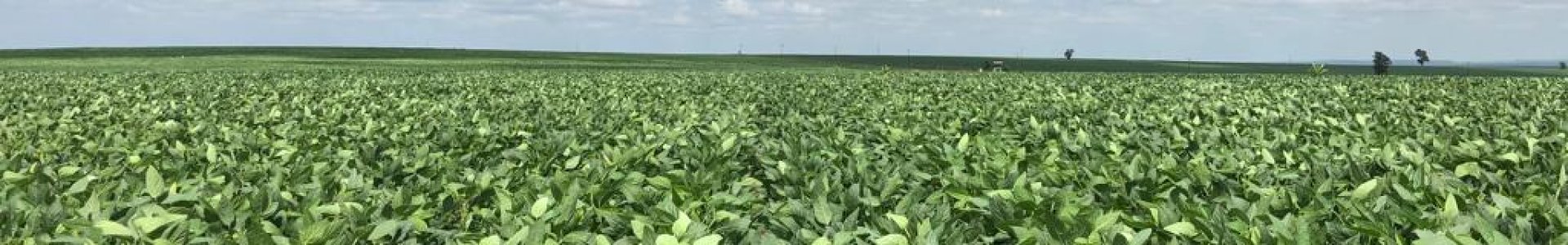 Com excelentes precipitações lavouras de soja apresentam boa recuperação