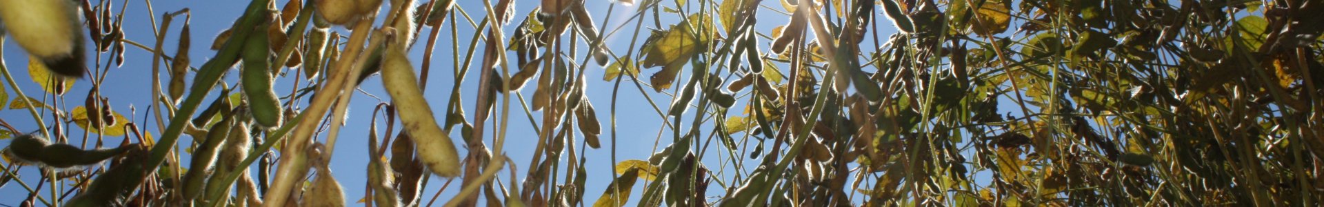 CLIMA SECO PREOCUPA COOPERANTES DA COAGRU