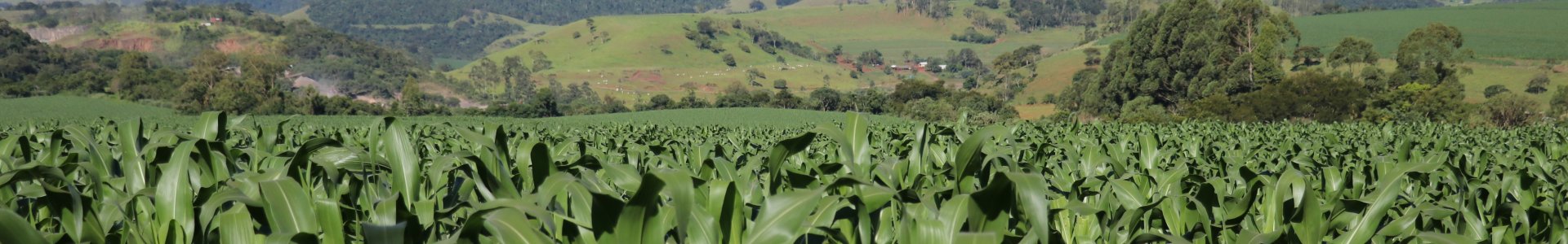 MILHO 2ª SAFRA 2022