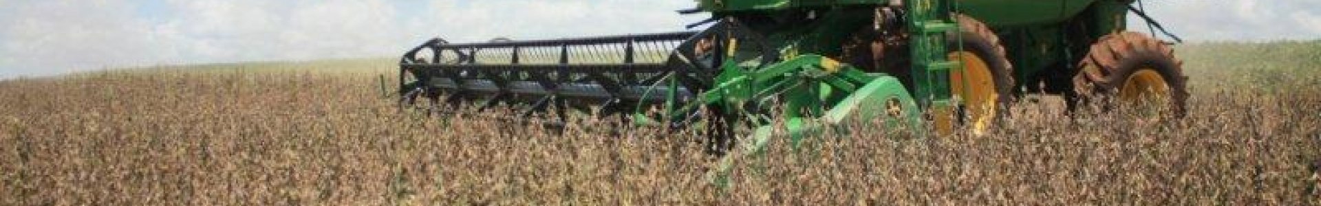 Fase final da colheita de soja e plantio de milho 2ª safra