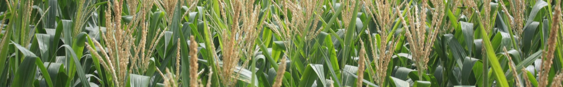 Panorama das lavouras de milho 2ª safra
