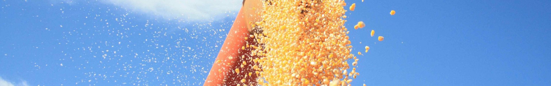 Dada a largada na colheita do milho 2ª safra