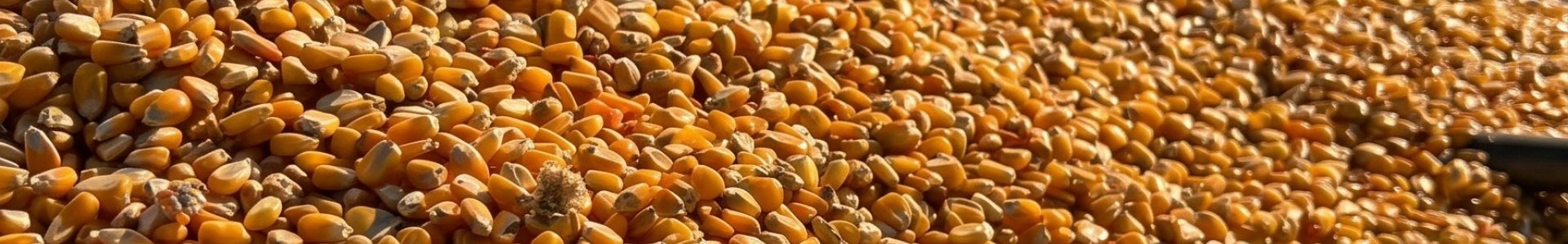 Manejo pré-colheita do milho 2ª safra: regulagem de máquinas, redução de perdas e qualidade de grãos