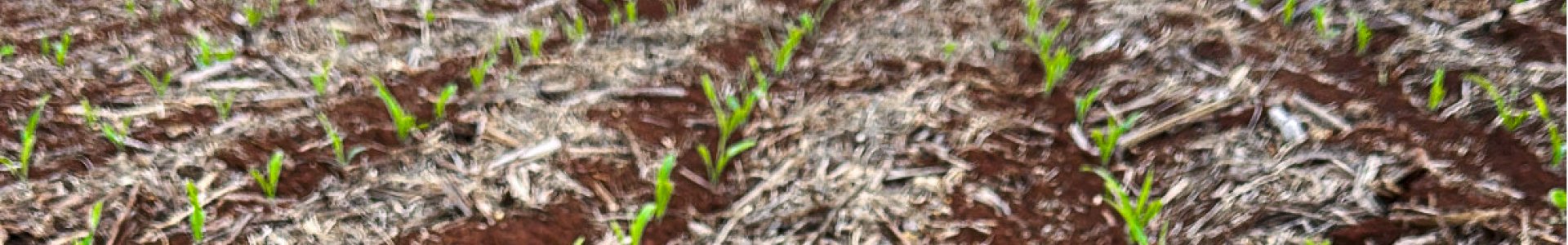 Boas práticas no manejo do Milho 2ª Safra