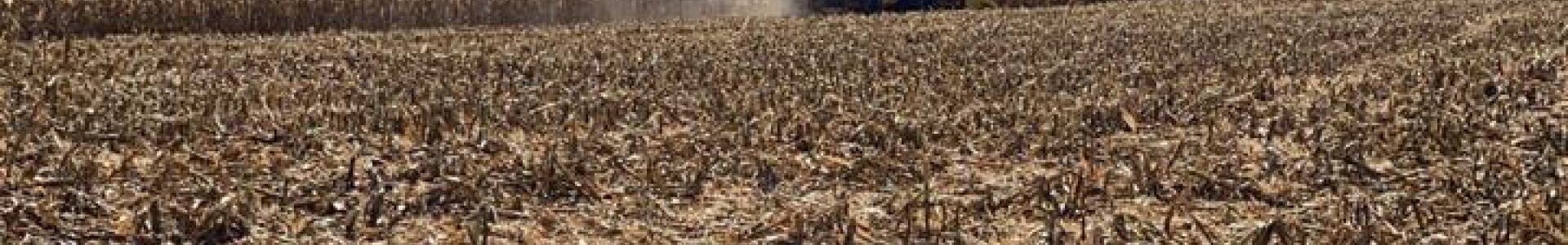 Colheita de Milho 2ª safra: a força do agricultor muito além da produção