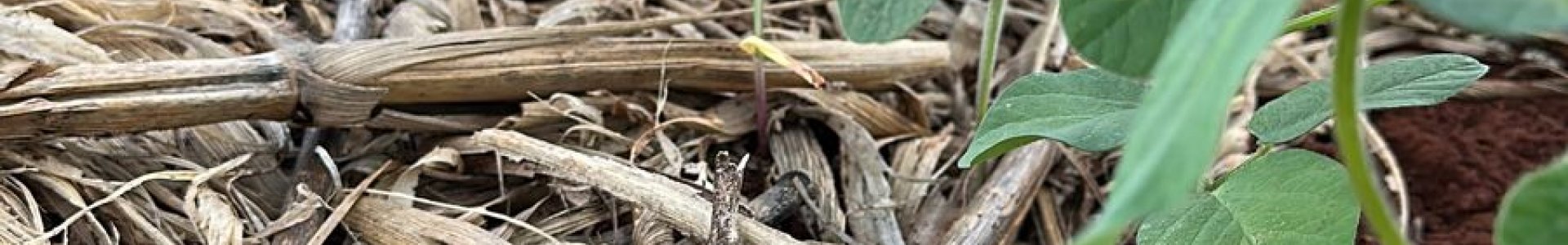 Manejo inicial na cultura da soja