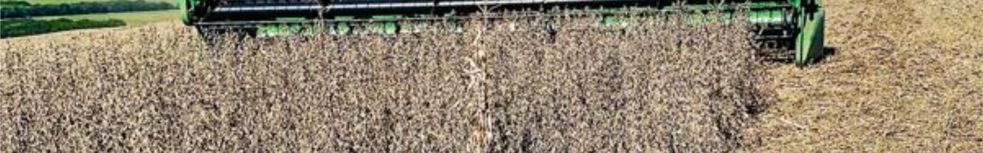 Com boas produtividades, Coagru recebe mais uma safra de verão 