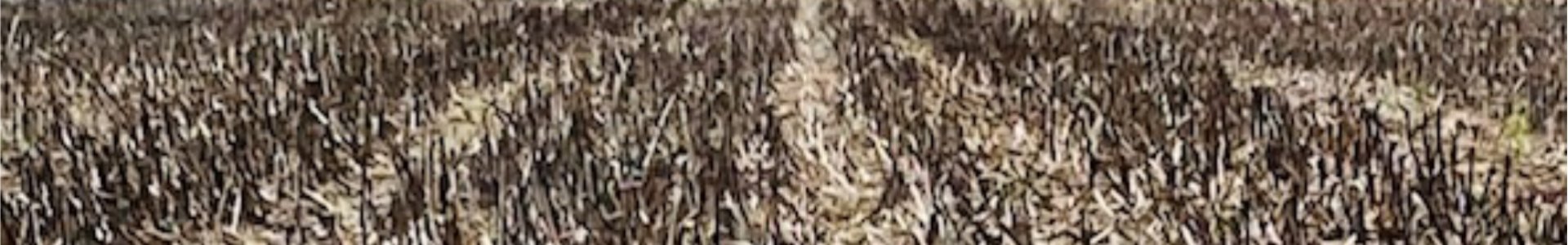 Umidade no solo favorece o início da Safra Verão 2020/2021