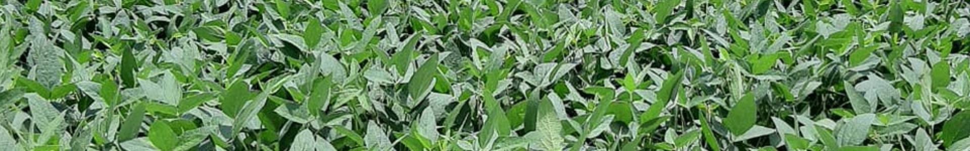 Retorno das chuvas traz boas expectativas para a Safra de Soja 2020/2021