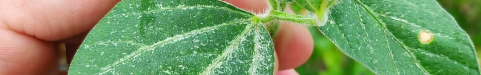 Tripes na cultura da soja