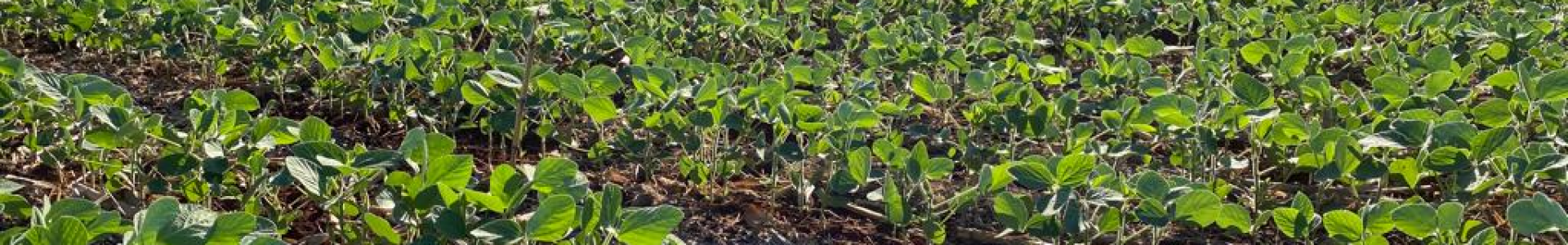 Vazio Sanitário Soja: produtor deve ficar atento