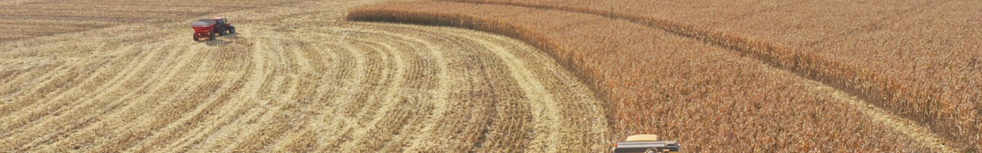 Colheita de milho 2ª safra na área de ação da Coagru