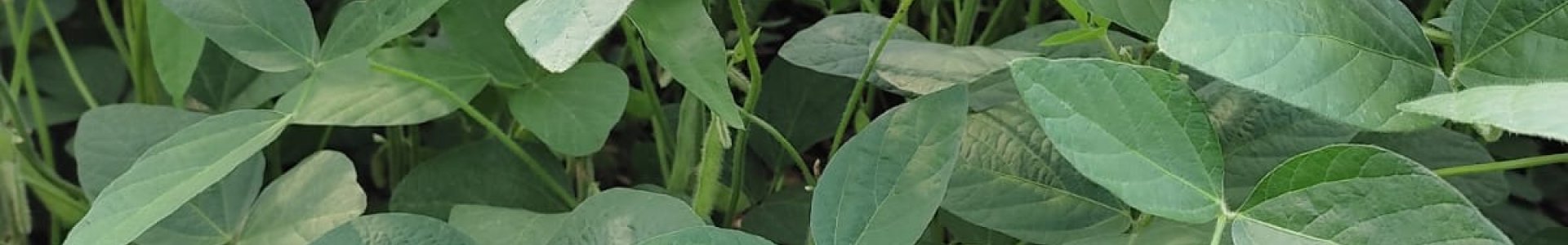 Manejo de doenças na soja