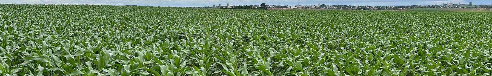 Cuidados iniciais na cultura do milho 2ª safra