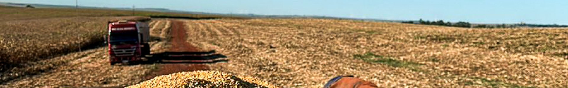 Colheita do milho 2ª safra