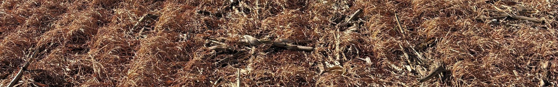 Cuidados essenciais no início da safra de soja verão