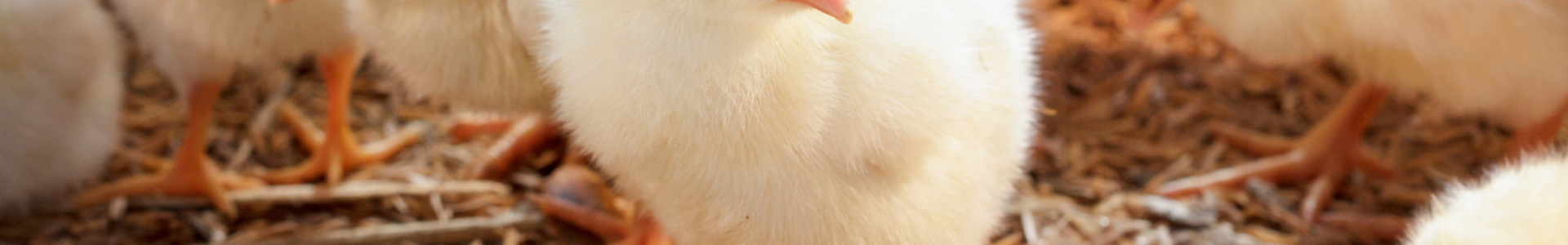 Importância da Fase Inicial do Lote para Bons Resultados 