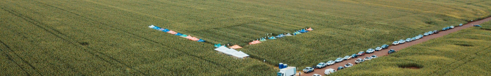 Adubação Foliar no Milho é tema dos Dias de Campo Descentralizados da Coagru