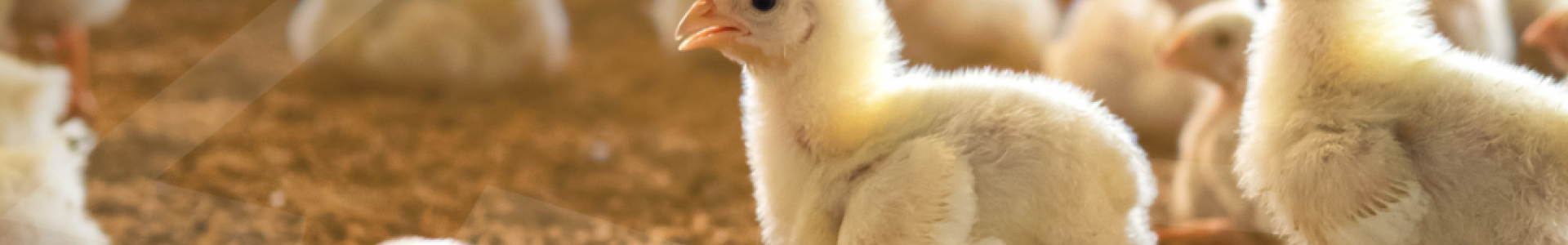 Dia da Avicultura!