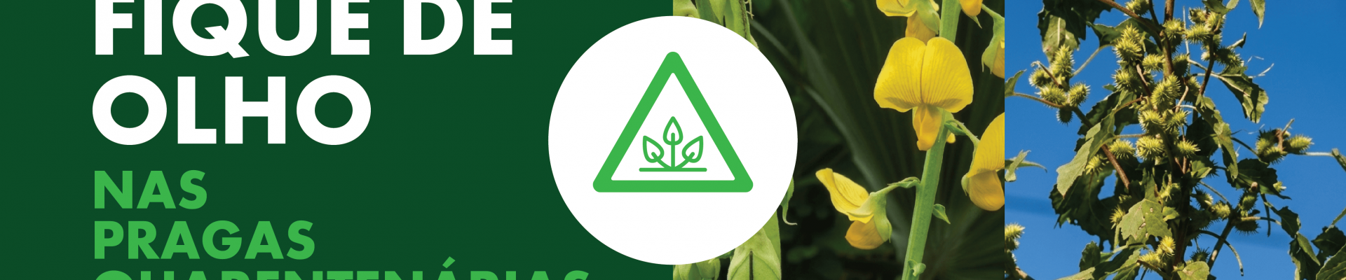 Pragas Quarentenárias: Cuidados no Sistema Produtivo