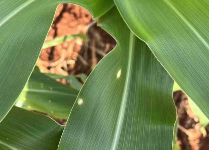 MANEJO DE DOENÇAS E O USO DE FUNGICIDAS PROTETORES NA CULTURA DO MILHO