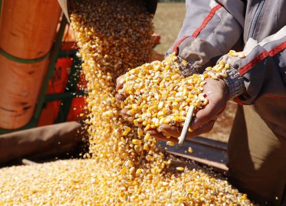 Elevadas produtividades animam os produtores de milho 2ª safra