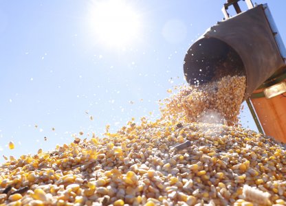 Colheita do milho 2ª Safra está chegando ao fim